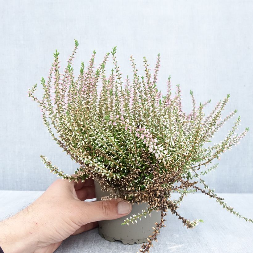 Esimerkki syksyllä toimitetusta Kanerva Garden Girls Pink Angie 1 litran / 1,5 litran ruukku-taimesta