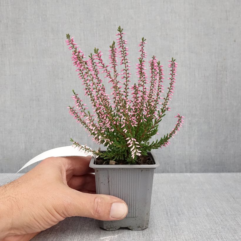 Esimerkki syksyllä toimitetusta Kanerva Pink Bettina 8/9 cm taimiruukku-taimesta