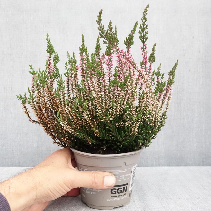 Esimerkki syksyllä toimitetusta Kanerva Pink Bettina 1 litran / 1,5 litran ruukku-taimesta