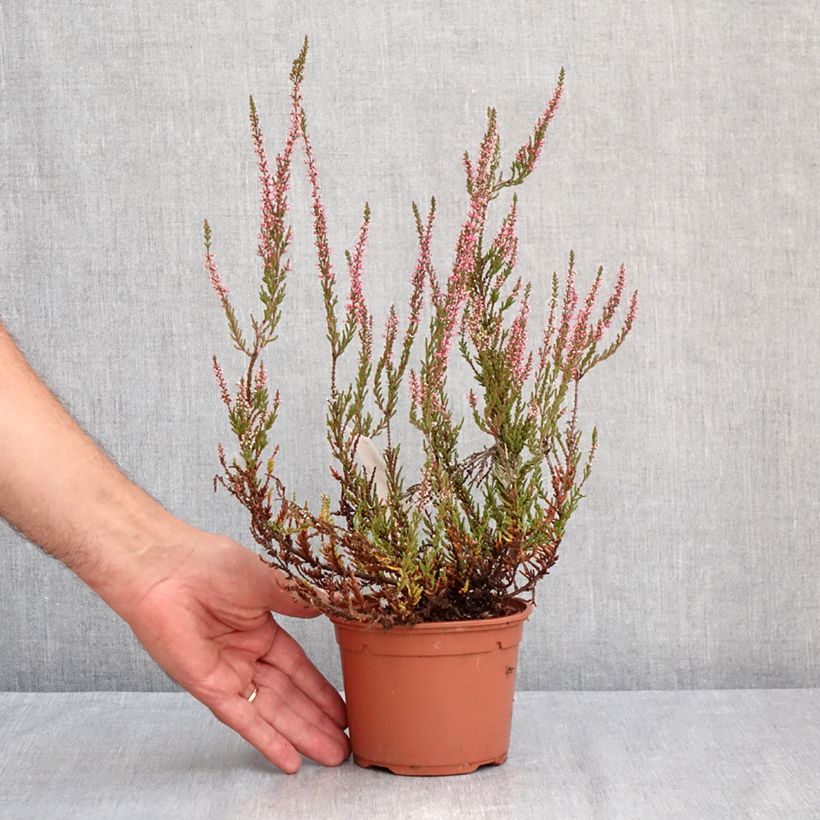 Esimerkki kesällä toimitetusta Kanerva Pink Bettina 1 litran / 1,5 litran ruukku-taimesta