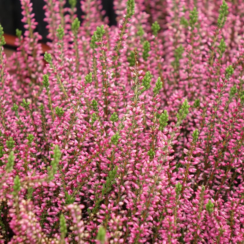 Kanerva Garden Girls Rosita (Kasvutapa)