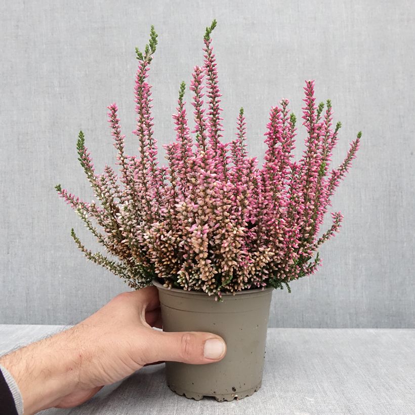 Esimerkki syksyllä toimitetusta Kanerva Garden Girls Rosita 1 litran / 1,5 litran ruukku-taimesta