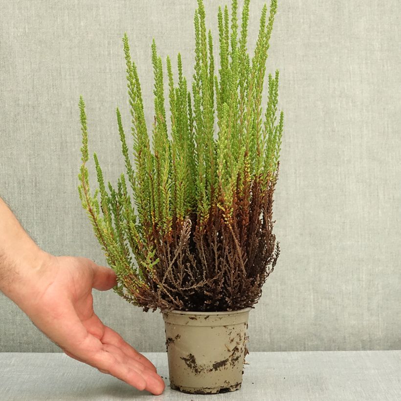 Esimerkki kesällä toimitetusta Kanerva Garden Girls Zelia 1 litran / 1,5 litran ruukku-taimesta