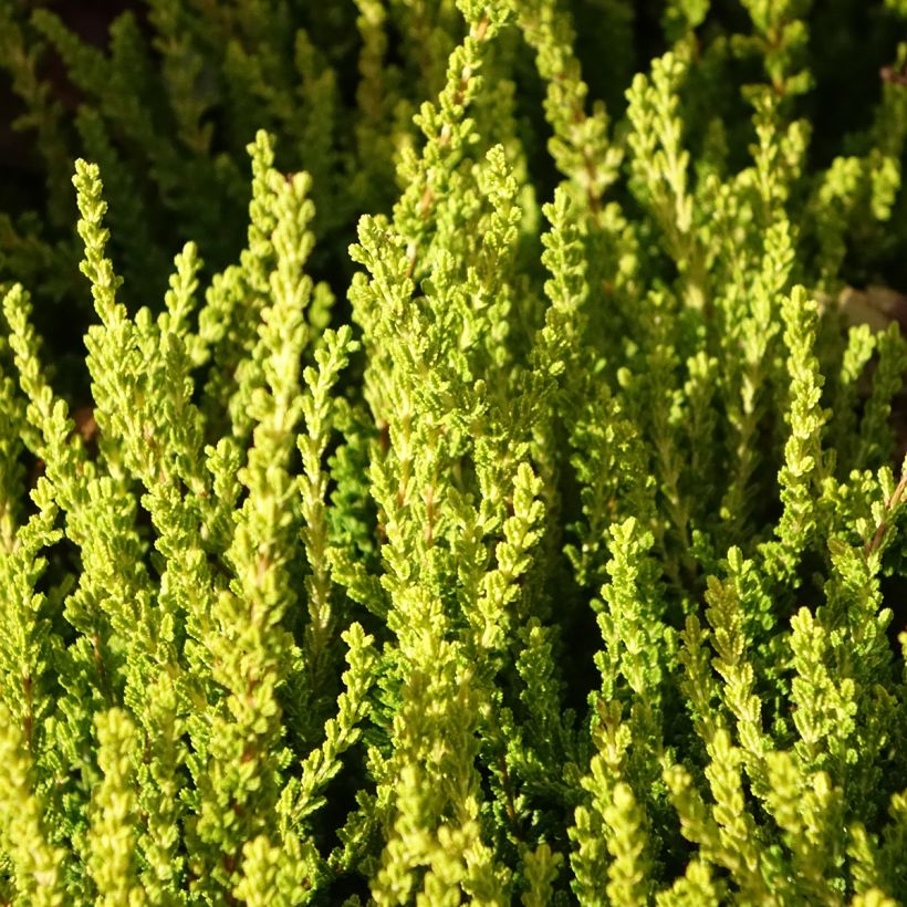 Kanerva Garden Girls Zeta (Lehvistö)