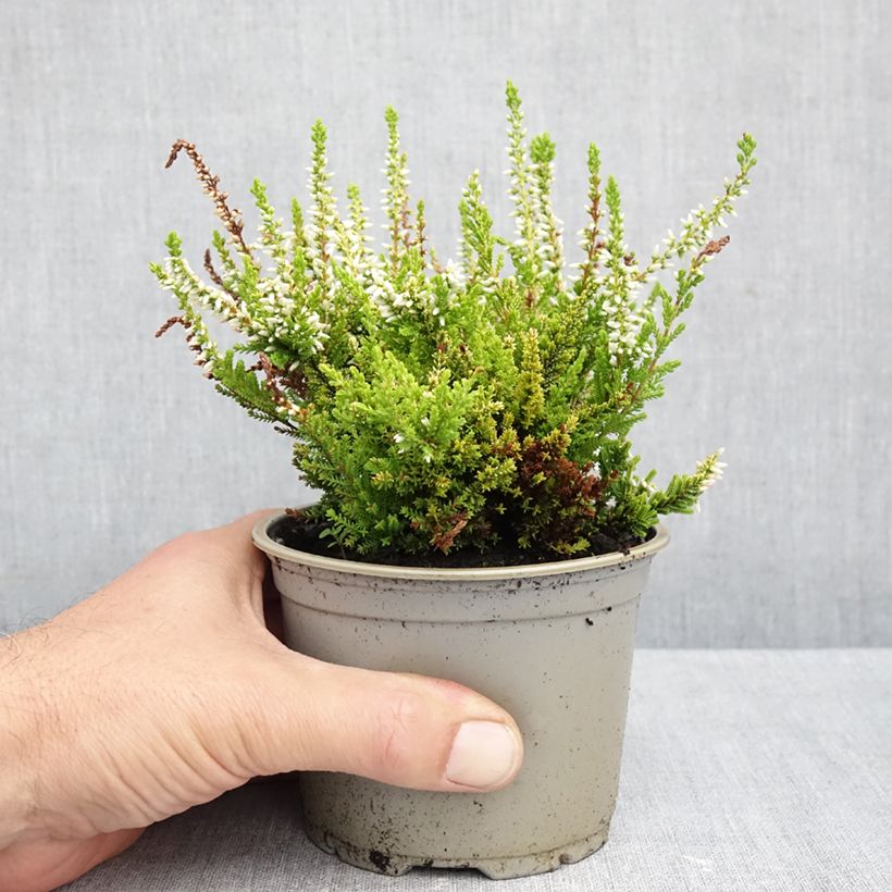 Esimerkki syksyllä toimitetusta Kanerva Anouk 12 cm / 13 cm ruukku-taimesta