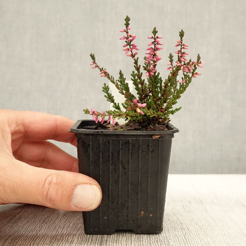 Esimerkki syksyllä toimitetusta Bruyère d'été - Calluna vulgaris Dark Beauty Godet de 8/9 cm-taimesta