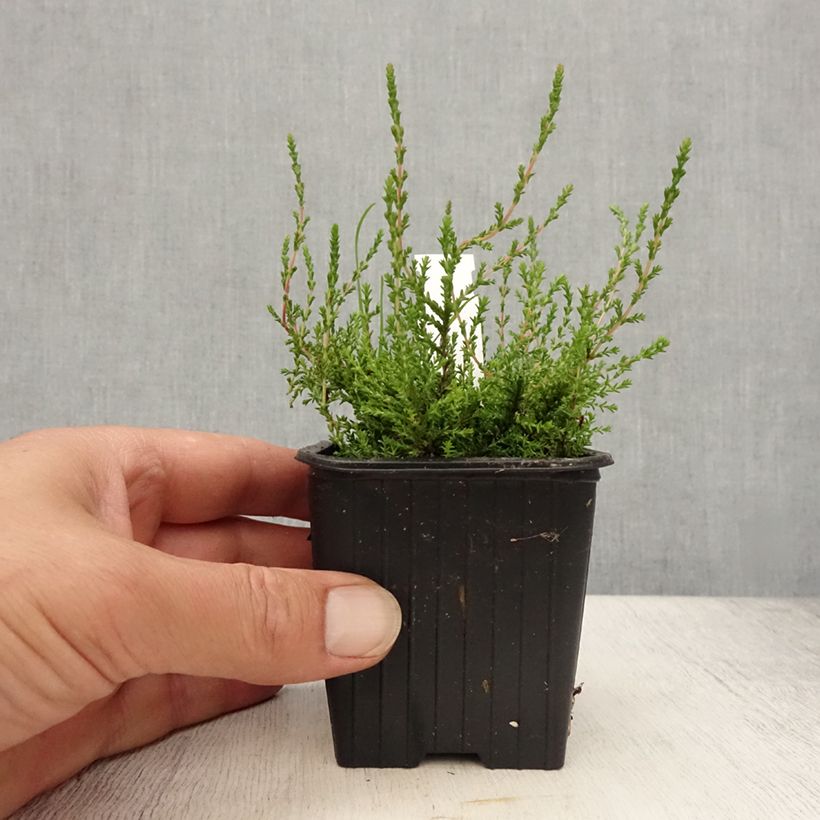 Esimerkki kesällä toimitetusta Kanerva Marlies Godet de 8/9 cm-taimesta