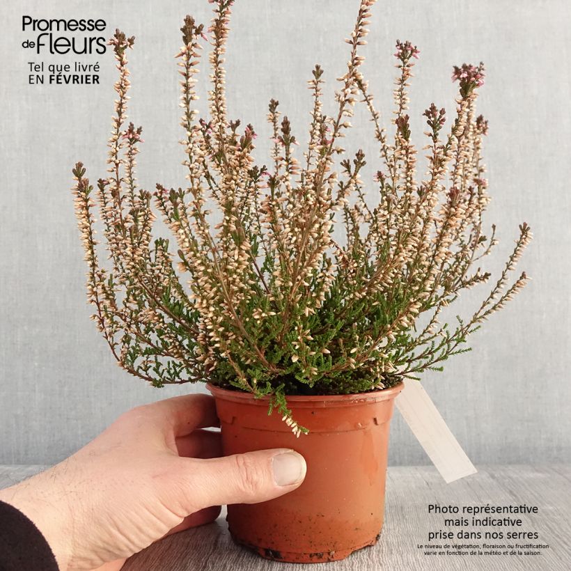 Esimerkki talvella toimitetusta Bruyère d'été - Calluna vulgaris Marlies Pot de 1L/1,5L-taimesta