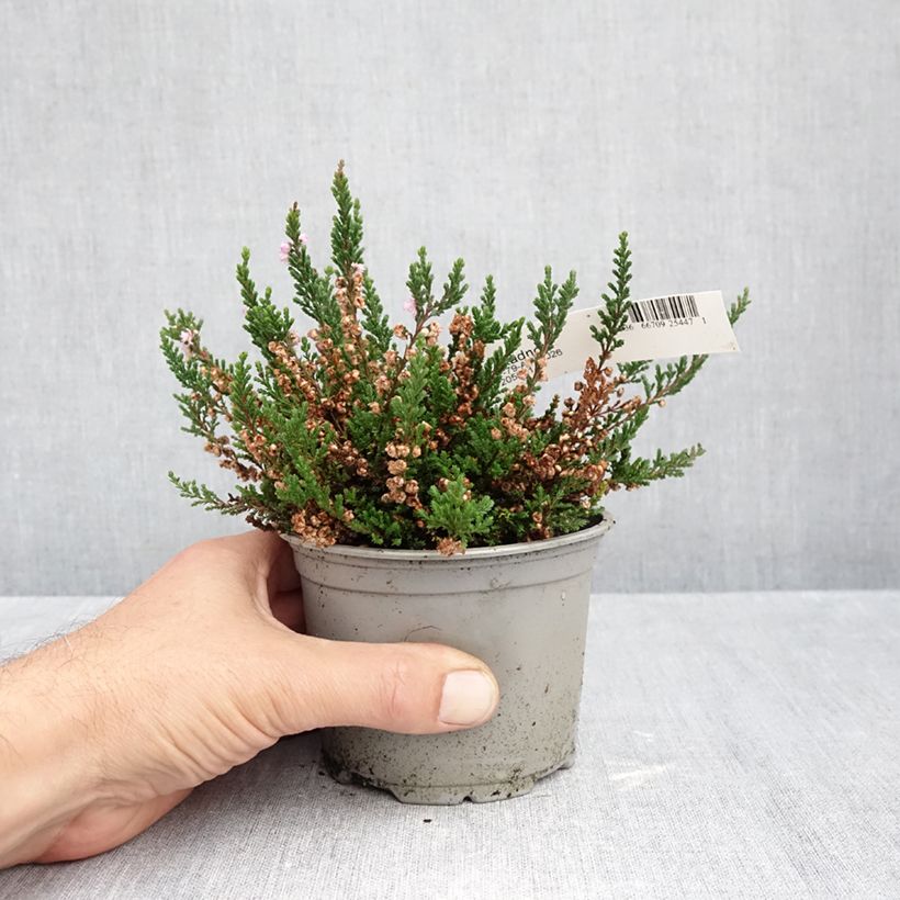 Esimerkki syksyllä toimitetusta Kanerva Radnor 12 cm / 13 cm ruukku-taimesta