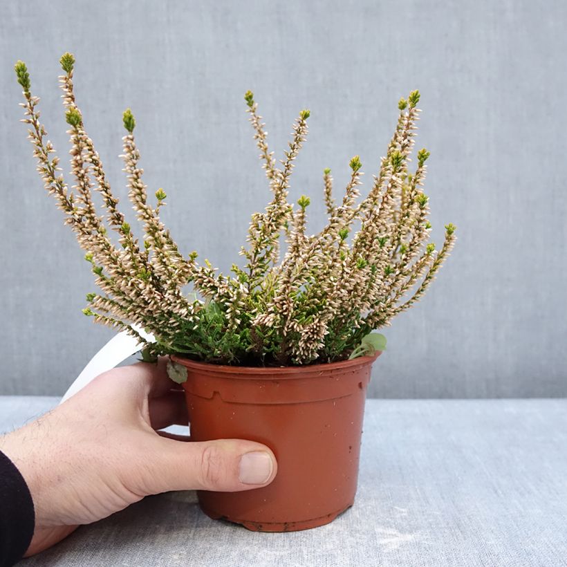 Esimerkki talvella toimitetusta Kanerva Sandy Pot de 1L/1,5L-taimesta