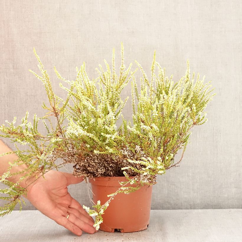 Esimerkki kesällä toimitetusta Kanerva Sandy Pot de 2L/3L-taimesta