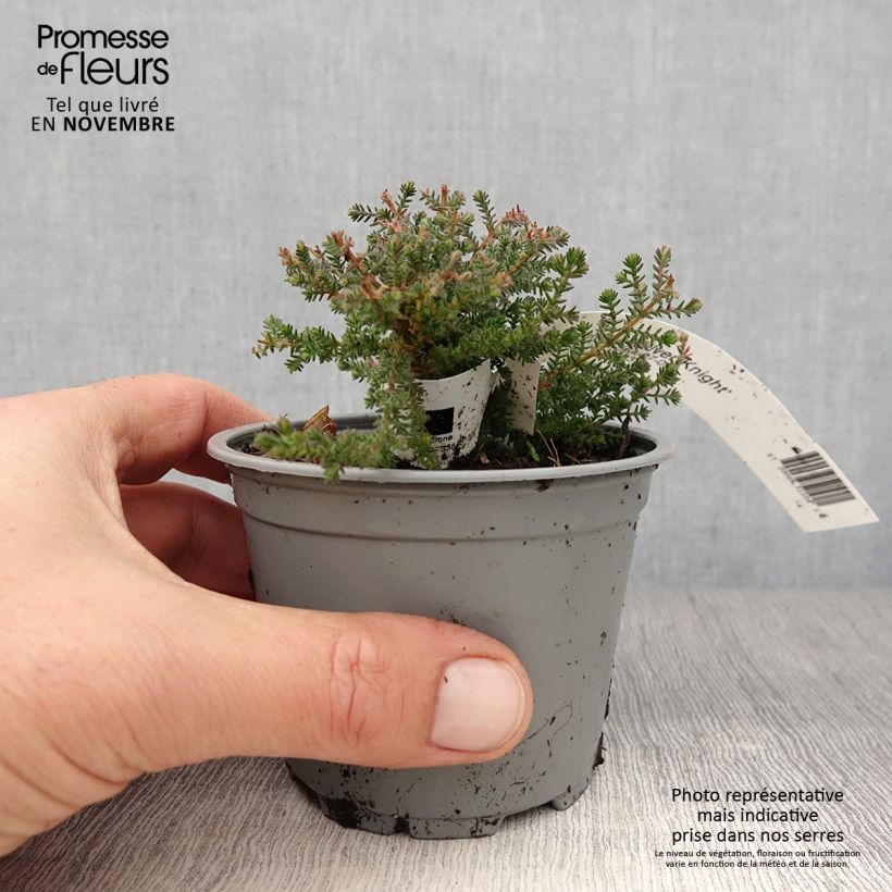 Esimerkki syksyllä toimitetusta Bruyère d'été - Calluna vulgaris Silver Knight  Godet de 8/9 cm-taimesta