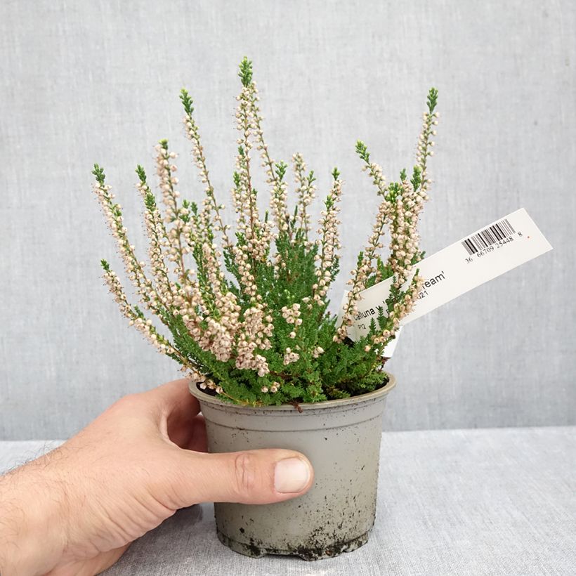 Esimerkki syksyllä toimitetusta Kanerva Spring Cream 12 cm / 13 cm ruukku-taimesta