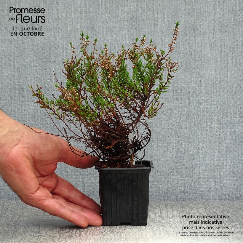 Esimerkki syksyllä toimitetusta Kanerva Spring Torch 8/9 cm taimiruukku-taimesta