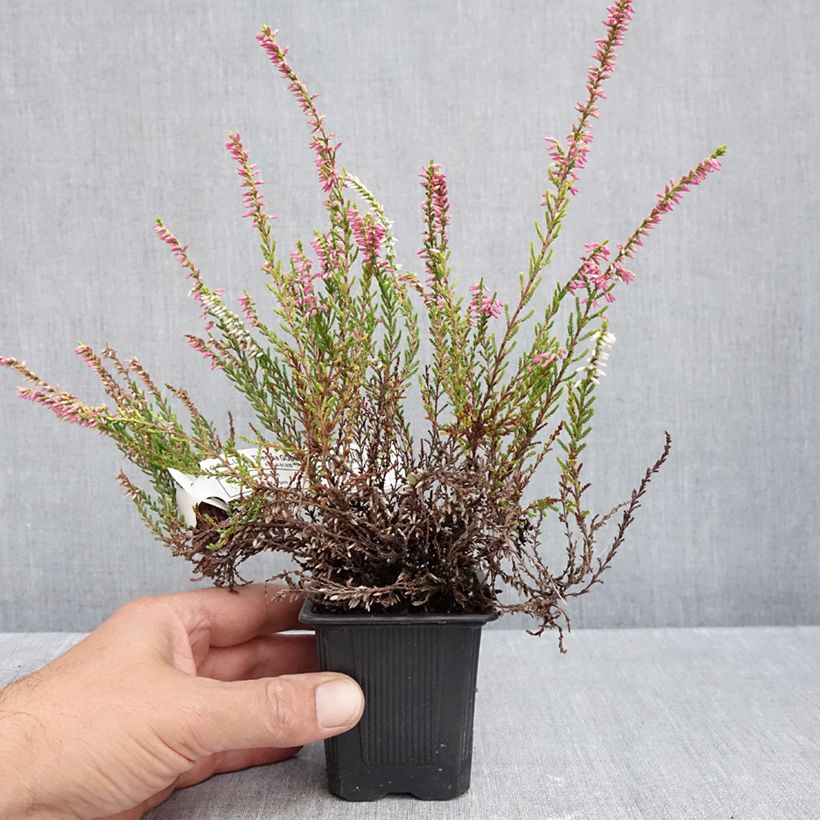 Esimerkki syksyllä toimitetusta Kanerva Theresa 8/9 cm taimiruukku-taimesta