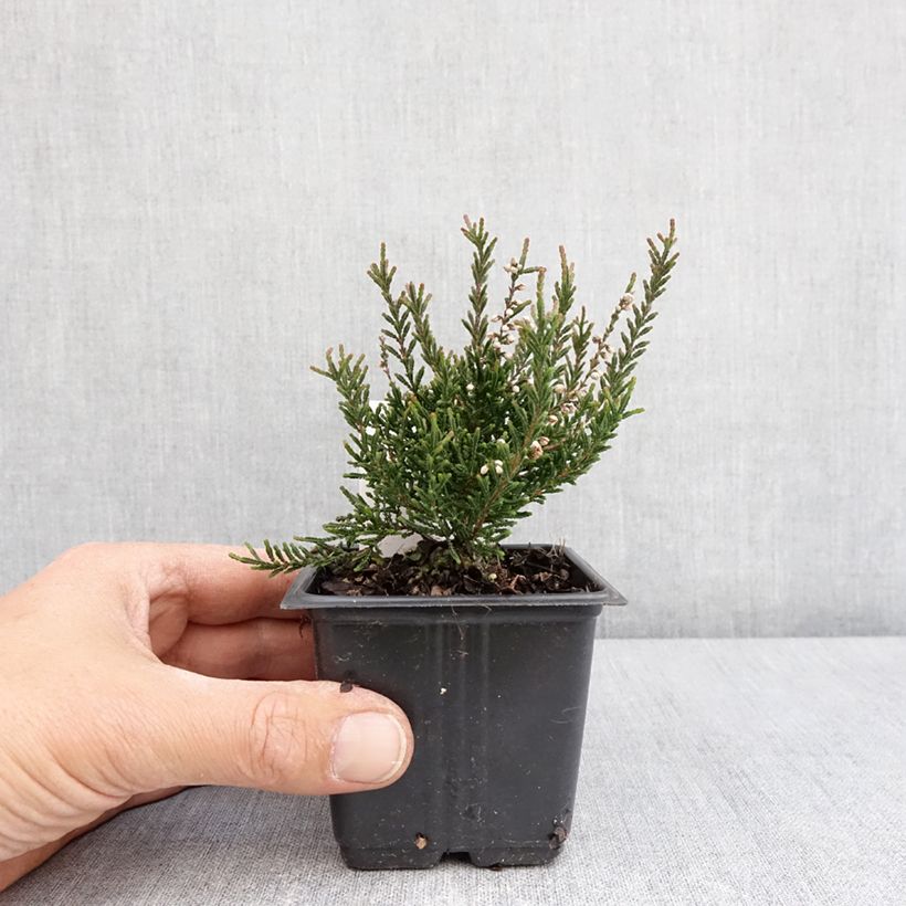 Esimerkki keväällä toimitetusta Kanerva Tib Pot de 12 cm / 13 cm-taimesta