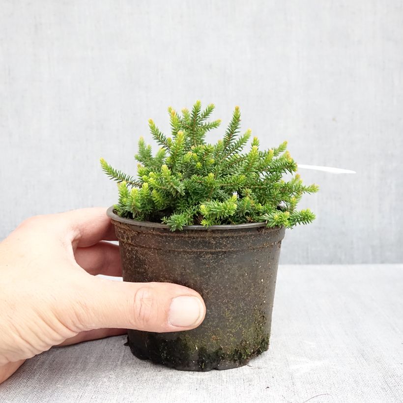 Esimerkki syksyllä toimitetusta Kellokanerva P.D. Williams 12 cm / 13 cm ruukku-taimesta