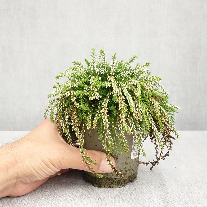 Esimerkki syksyllä toimitetusta Kanerva Rasta Girls 'Maïté 12 cm / 13 cm ruukku-taimesta