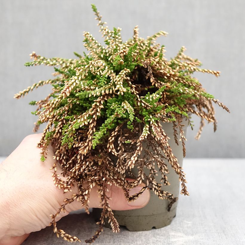 Esimerkki talvella toimitetusta Kanerva Rasta Girls Netty 12 cm / 13 cm ruukku-taimesta