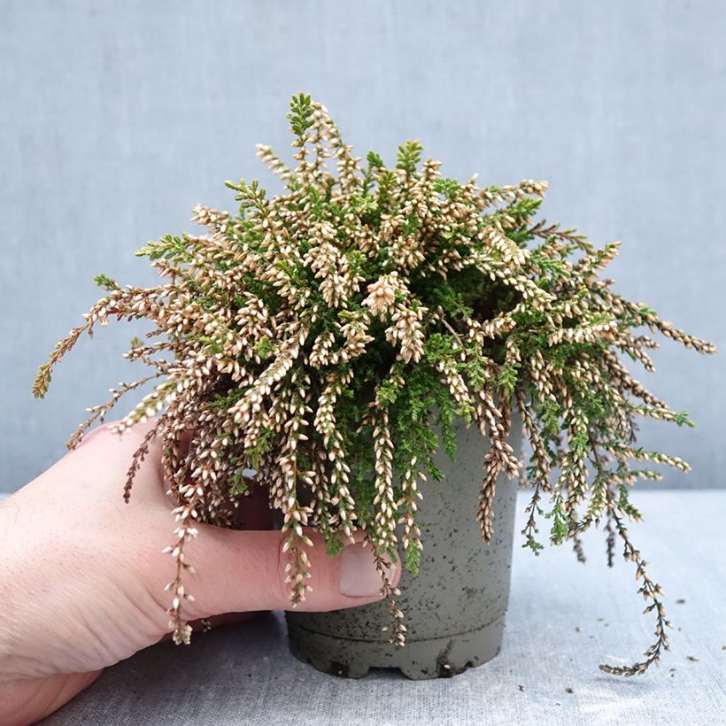 Esimerkki talvella toimitetusta Kanerva Rasta Girls 'Rosa Claire 12 cm / 13 cm ruukku-taimesta