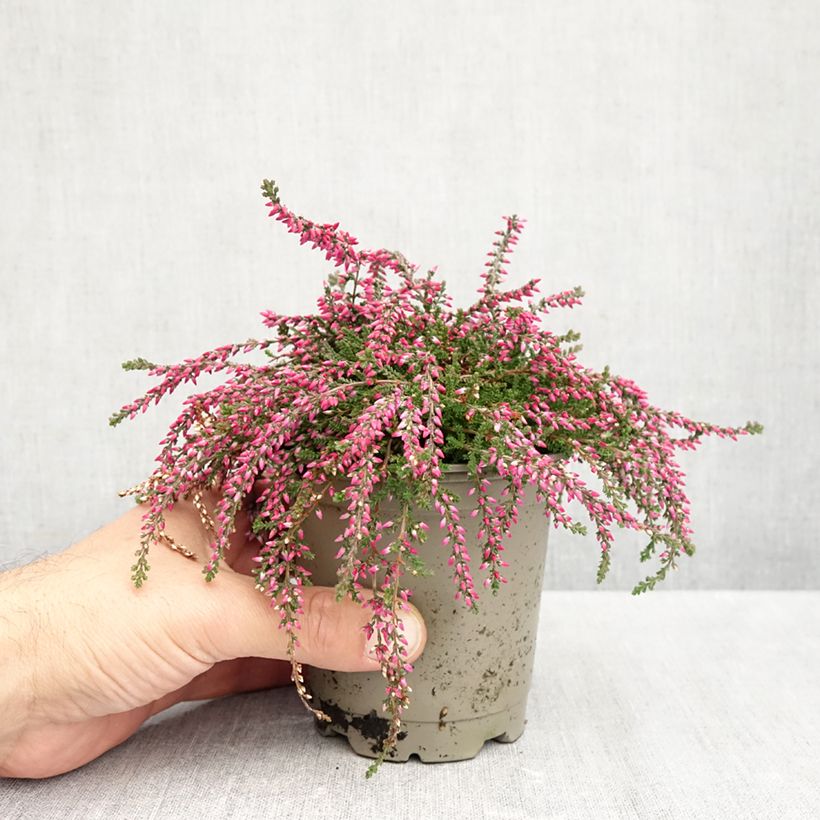 Esimerkki syksyllä toimitetusta Kanerva Rasta Girls 'Rote Janina 12 cm / 13 cm ruukku-taimesta