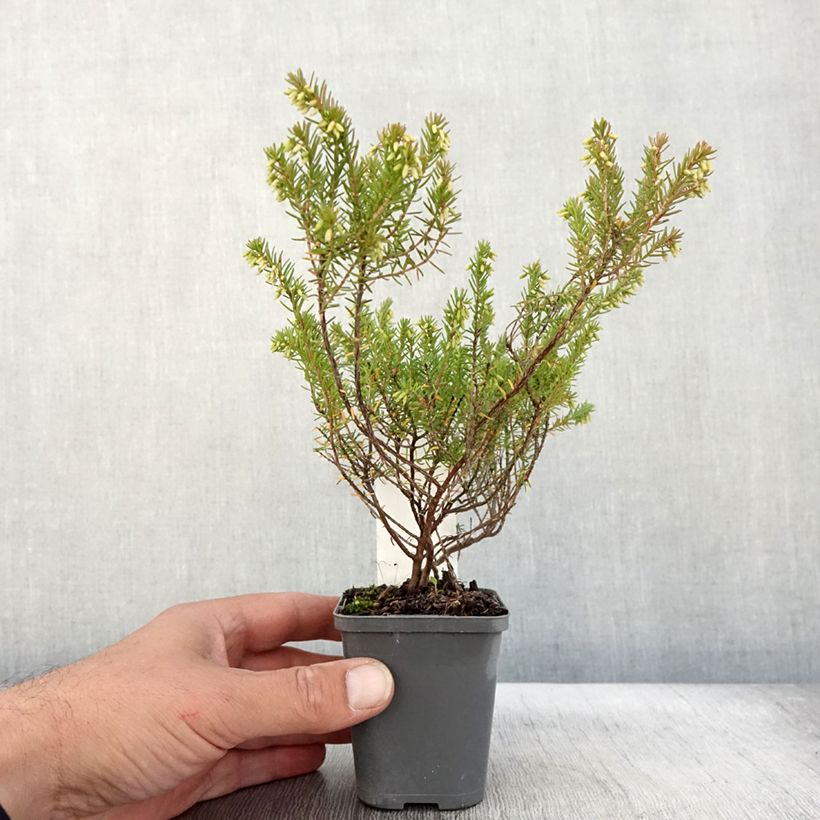 Esimerkki syksyllä toimitetusta Kaunokellokanerva Ghost Hills 8/9 cm taimiruukku-taimesta