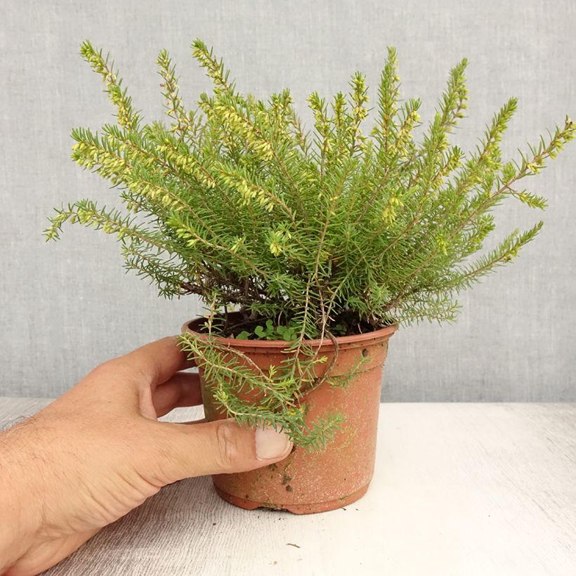 Esimerkki kesällä toimitetusta Kaunokellokanerva Silberschmelze 8/9 cm taimiruukku-taimesta