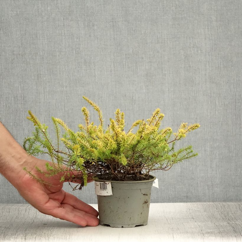 Esimerkki kesällä toimitetusta Kaunokellokanerva Stieneke 12 cm / 13 cm ruukku-taimesta