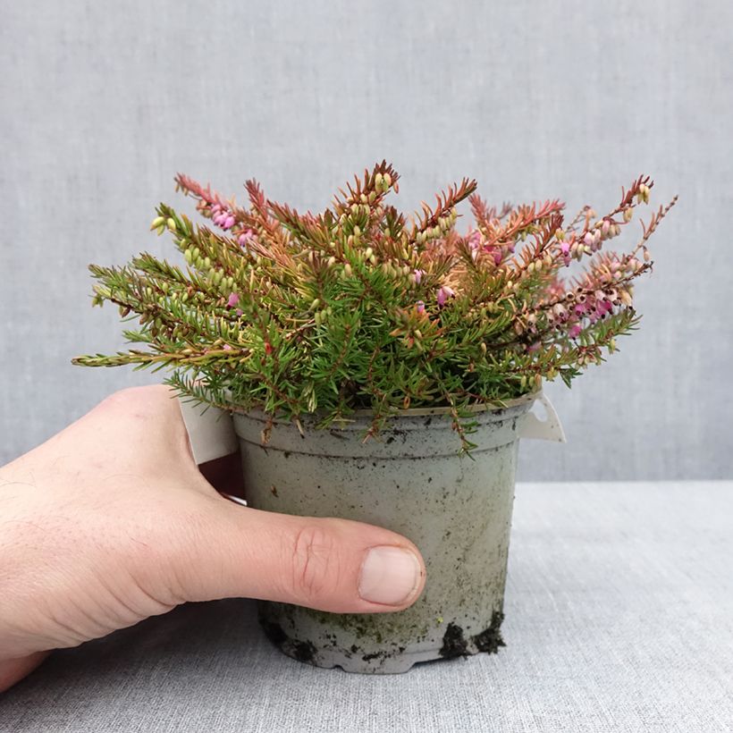 Esimerkki talvella toimitetusta Kaunokellokanerva Stieneke 10 cm/11 cm ruukku-taimesta