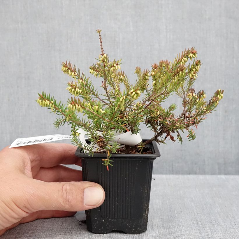 Esimerkki syksyllä toimitetusta Kaunokellokanerva Winter Belles Tylou 8/9 cm taimiruukku-taimesta