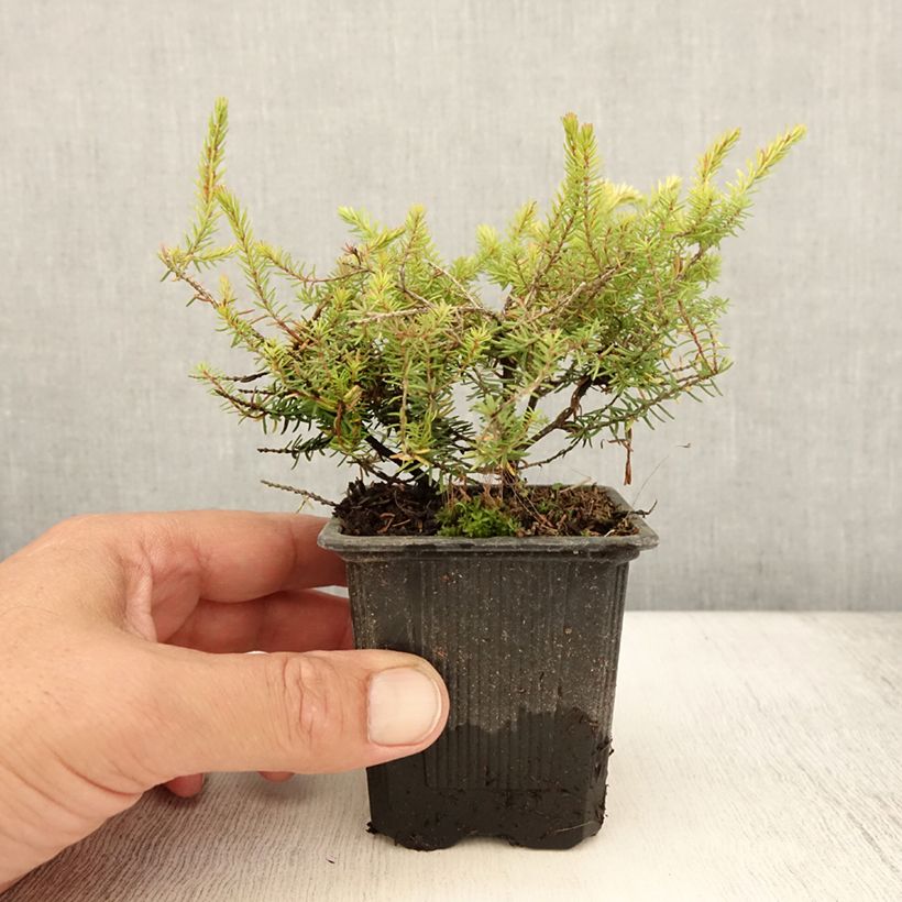 Esimerkki kesällä toimitetusta Kaunokellokanerva Winter Belles Tylou Godet de 8/9 cm-taimesta