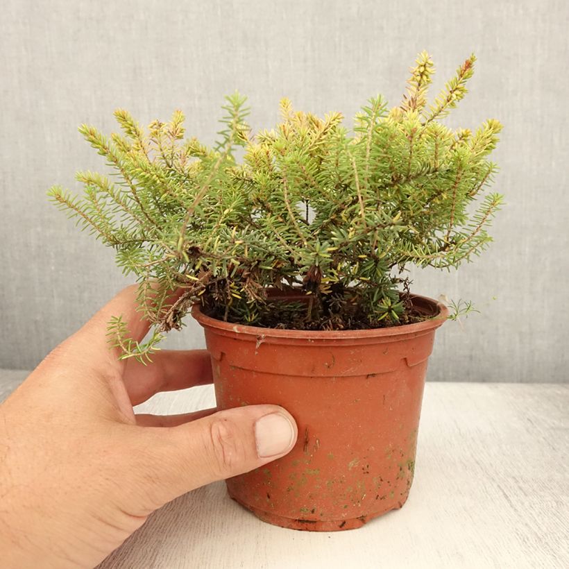 Esimerkki kesällä toimitetusta Kaunokellokanerva Winter Belles Tylou Pot de 1L/1,5L-taimesta
