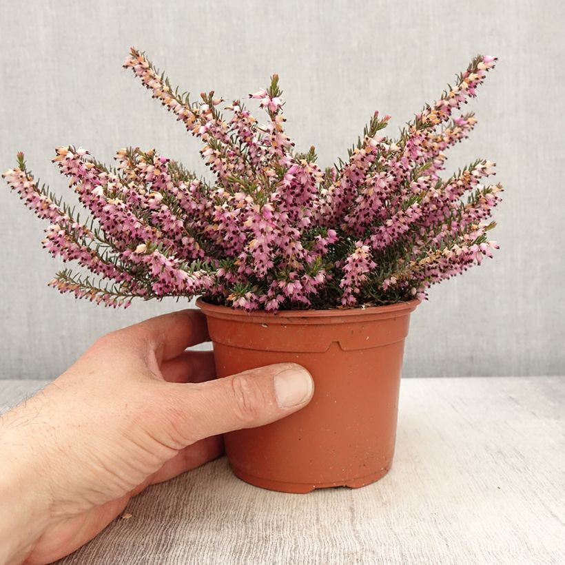 Example of Kaunokellokanerva Furzey Pot de 1L/1,5L as you get in printemps