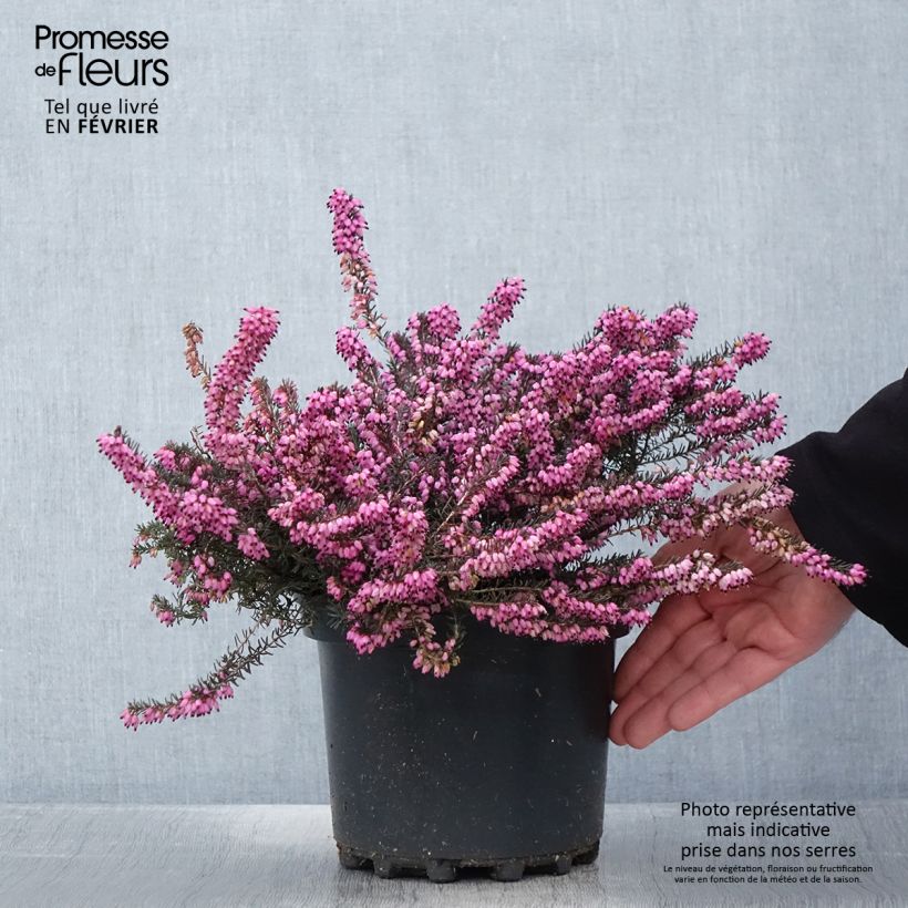 Example of Kaunokellokanerva Furzey Pot de 2L/3L as you get in printemps