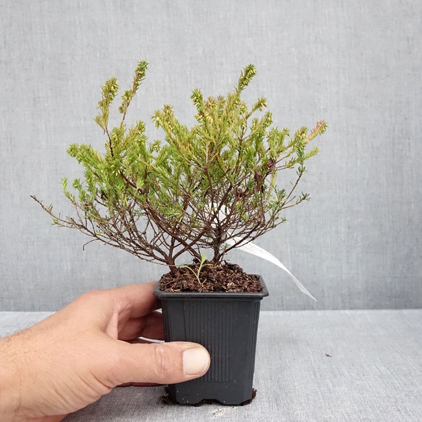 Esimerkki syksyllä toimitetusta Lumikellokanerva Ruby Glow 8/9 cm taimiruukku-taimesta