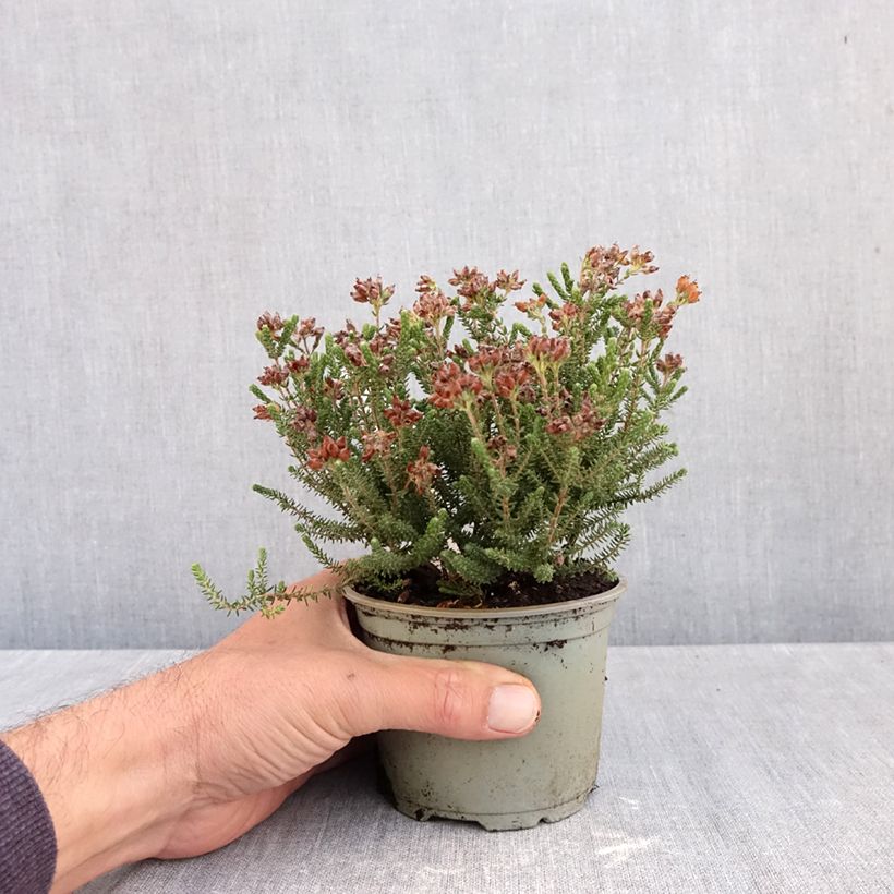 Esimerkki syksyllä toimitetusta Kellokanerva Alba 12 cm / 13 cm ruukku-taimesta