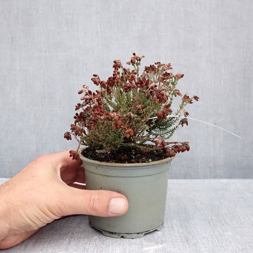 Esimerkki syksyllä toimitetusta Kellokanerva Con Underwood 12 cm / 13 cm ruukku-taimesta
