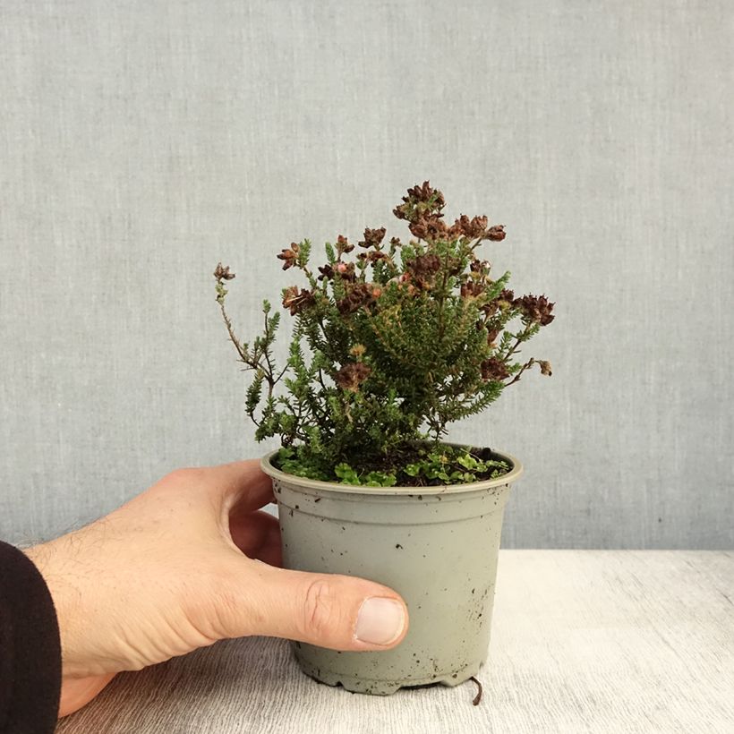 Esimerkki syksyllä toimitetusta Kellokanerva - Erica tetralix 10 cm/11 cm ruukku-taimesta