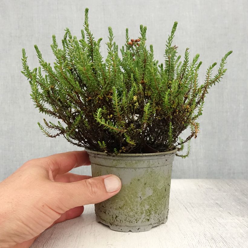 Esimerkki kesällä toimitetusta Kellokanerva - Erica tetralix Pot de 12 cm / 13 cm-taimesta