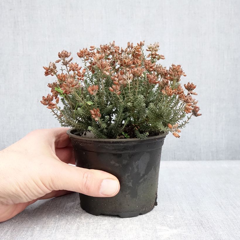 Esimerkki talvella toimitetusta Kellokanerva Tina 12 cm / 13 cm ruukku-taimesta