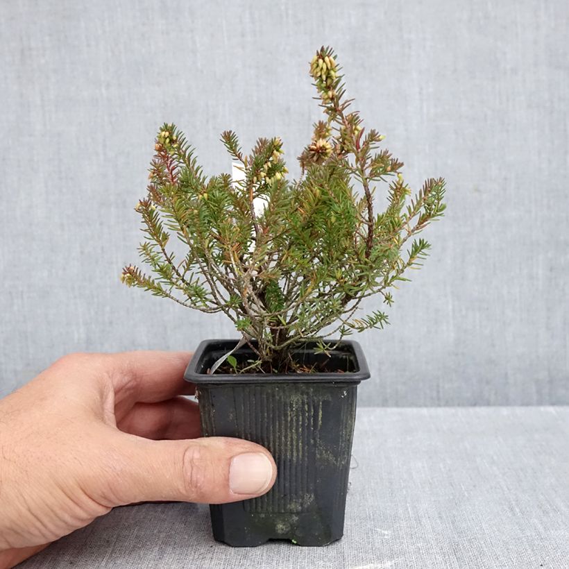 Esimerkki syksyllä toimitetusta Lumikellokanerva Eva 8/9 cm taimiruukku-taimesta