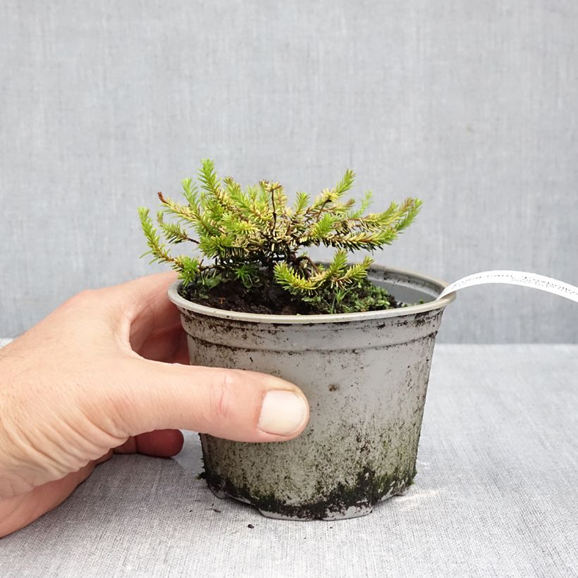Esimerkki syksyllä toimitetusta Lumikellokanerva Foxhollow 12 cm / 13 cm ruukku-taimesta