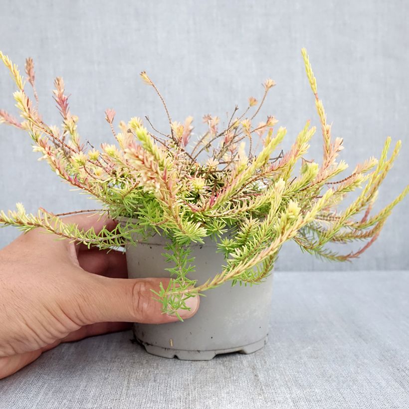 Esimerkki kesällä toimitetusta Lumikellokanerva Foxhollow 12 cm / 13 cm ruukku-taimesta