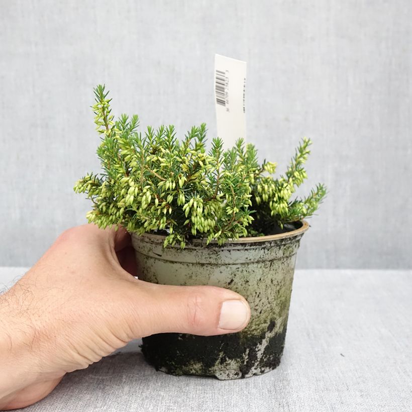 Esimerkki syksyllä toimitetusta Lumikellokanerva Isabell 10 cm/11 cm ruukku-taimesta