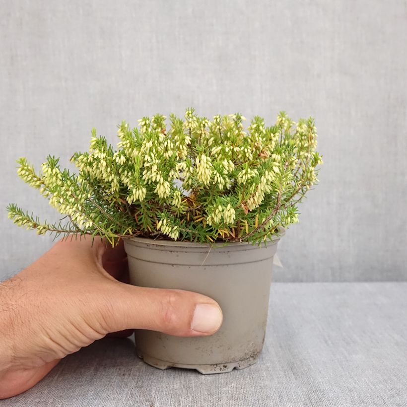 Esimerkki kesällä toimitetusta Lumikellokanerva Isabell Pot de 12 cm / 13 cm-taimesta