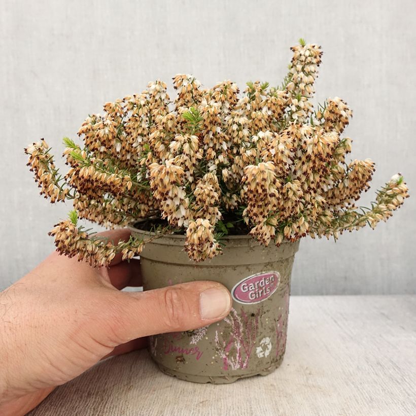 Esimerkki keväällä toimitetusta Bruyère des neiges - Erica carnea Isabell  Pot de 12 cm / 13 cm-taimesta