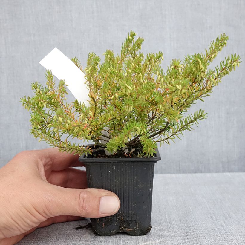 Esimerkki syksyllä toimitetusta Kaunokellokanerva Jenny Porter 8/9 cm taimiruukku-taimesta