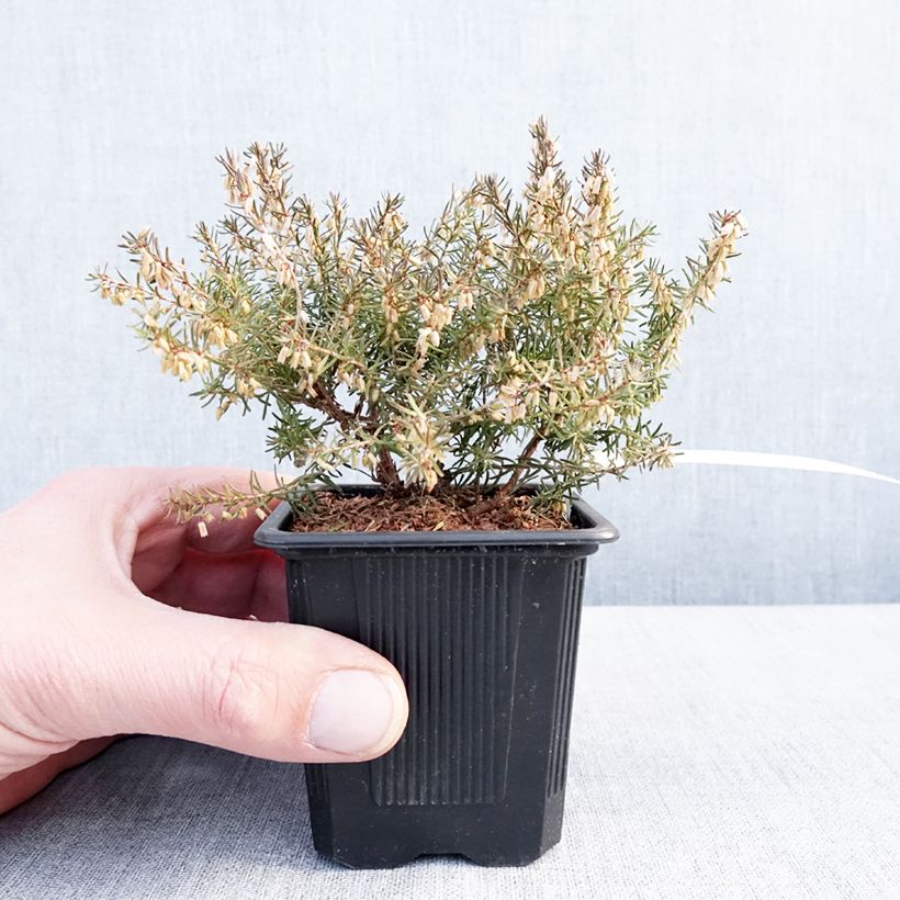 Esimerkki talvella toimitetusta Bruyère des neiges - Erica carnea Jenny Porter Godet de 8/9 cm-taimesta