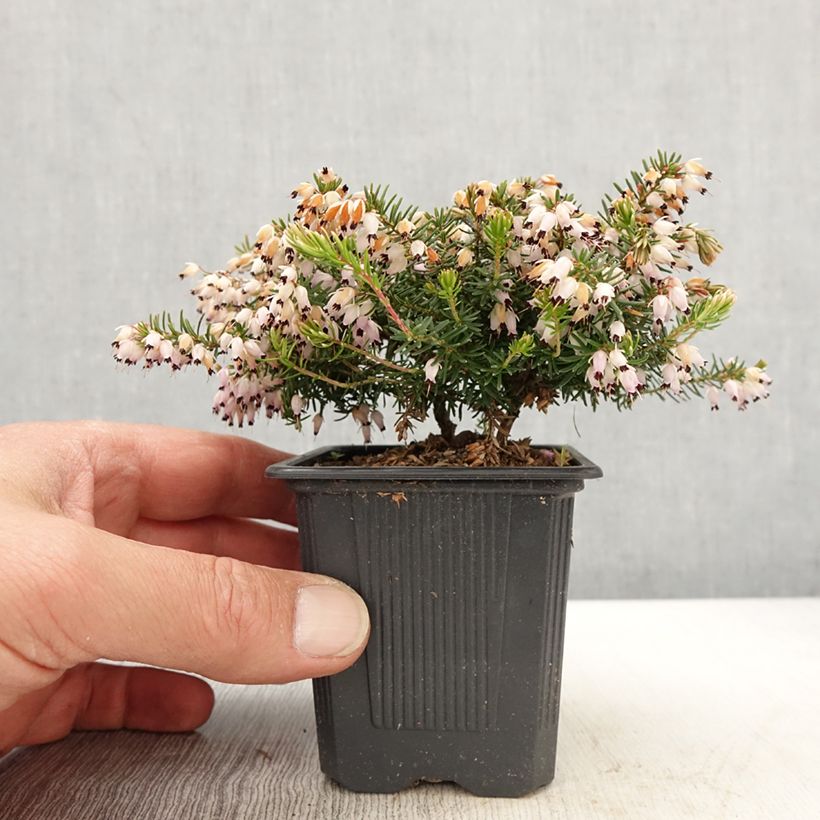 Example of Kaunokellokanerva Jenny Porter Godet de 8/9 cm as you get in printemps