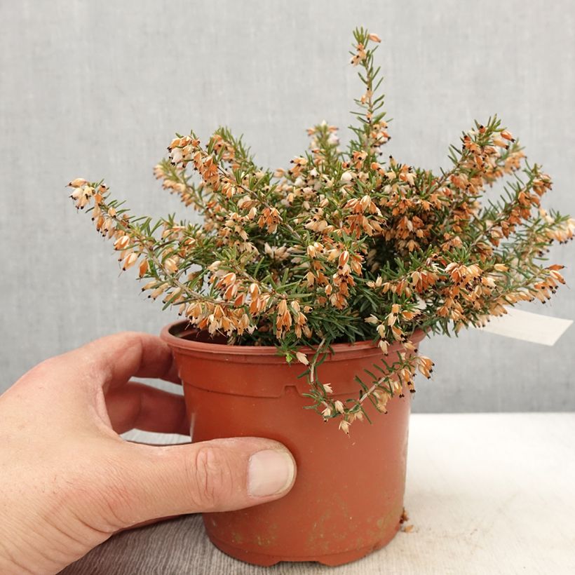 Example of Kaunokellokanerva Jenny Porter Pot de 1L/1,5L as you get in printemps